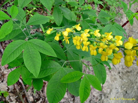 {Thermopsis fraxinifolia}